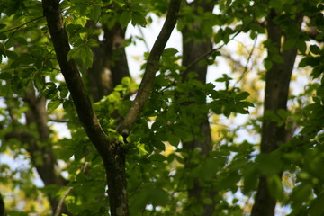 nature