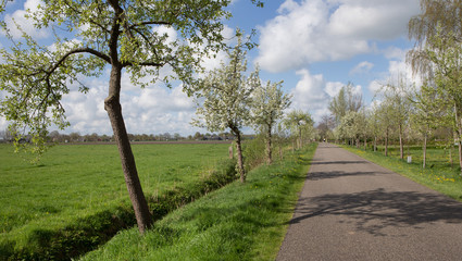 Ruinerwold Drente Netherlands. Village countrylife. Dr. Laryweg peartrees