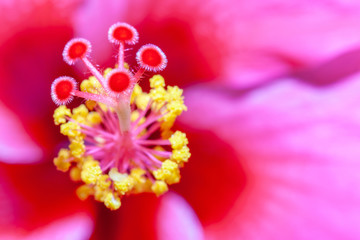 closeup of pink flowers nature soft focus abstract blur background