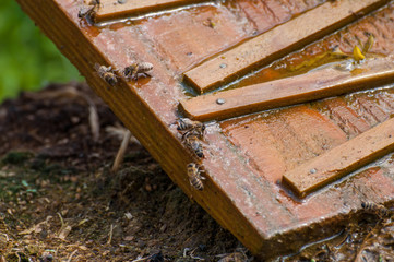 Bees drink water from a wooden board.Insect in nature