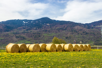 bales of hay in a field