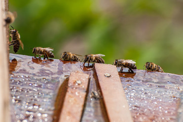 Bees drink water from a wooden board.Insect in nature