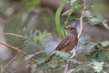 Female Pied Bushchat perched on a branch 