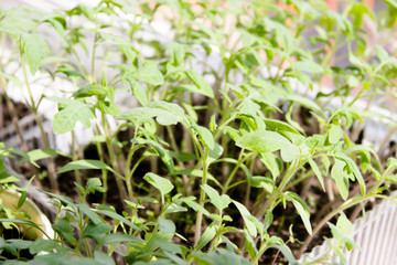 small green sprouts of tomato seedlings