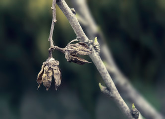 closeup of dried branch