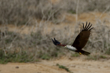 Brahmini Kite takes off