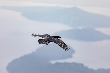 Flying Black Raven, Scotland