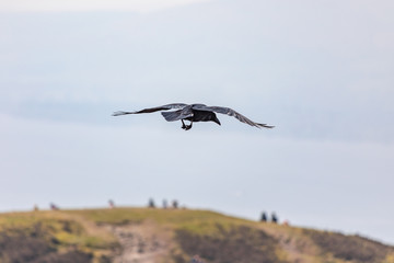 Flying Black Raven, Scotland