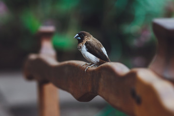 The beautiful Amadina bird sits on the green leaves of a tree branch. Close-up