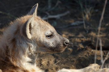Fototapeta premium Tüpfelhyäne / Spotted Hyaena / Crocuta crocuta.