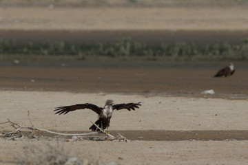 Brahmini Kite Bathed 