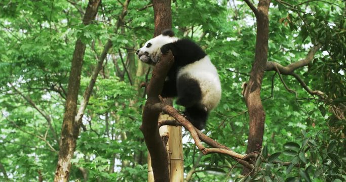 On a sunny day, in a grove, little cute baby panda sitting on a branch of tree trying crawling down from the treetop that making branches shake.