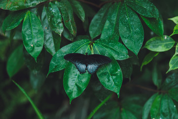 Beautiful butterfly sits on the green leaves of a tree branch. Close-up
