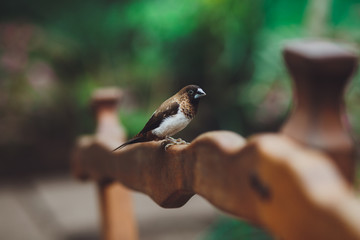 The beautiful Amadina bird sits on the green leaves of a tree branch. Close-up