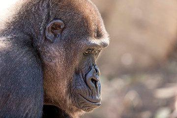 Gorilla in the sunshine.