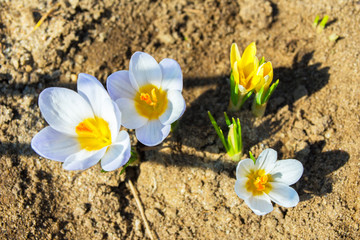 Fototapeta na wymiar The first spring multicolor flowers. Multicolor flowers in the forest. Multicolor spring flowers in the forest more often.