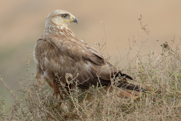Long Legged Buzzard perched on a bush 