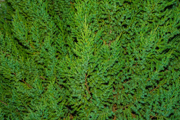 Landscaping, thuja fence, thuja tree branches closeup. Thuja Tree Closeup. Beautiful Fresh Green Thuja.
