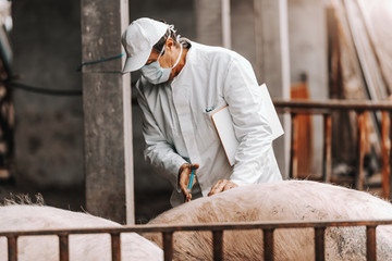 Veterinarian in white coat and mask on face holding clipboard under armpit and giving injection to pig while standing in cote.