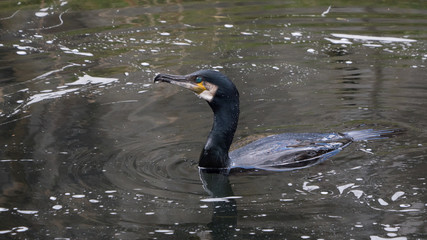 Cormorant portrait, swimming on the water, hunting for fish.