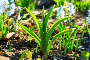 Perfect shape. Spring blooming green grass side view. Spring background. Gardening backdrop