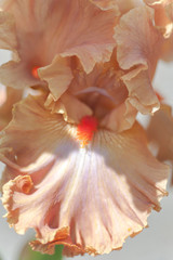 Tall Bearded Iris 'Dodge City' fall petal macro