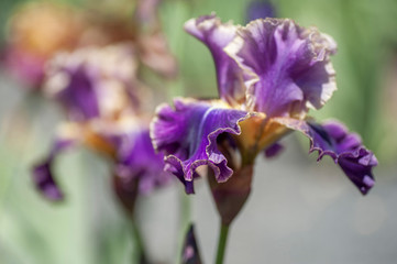 Dark violet colored illuminata flower of Tall Bearded Iris Lip Service
