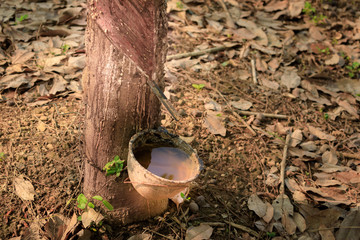Latex Milch vom Kautschuk Baum