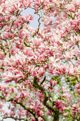 A branch of pink magnolia in bloom