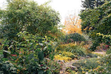 Fototapeta premium Plants in the autumn garden