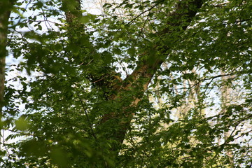 nature