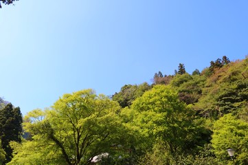風景　春　山　緑　杤木　