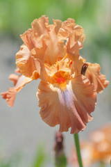 Fototapeta na wymiar Flower head of Tall Bearded Iris Dodge City
