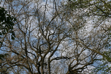 nature