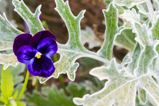 Purple pansy flower on the background of multycolor leaves. Outdoor.