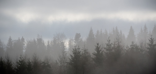 mist over bos