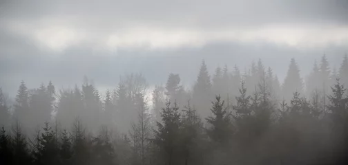 Rolgordijnen Mistig bos mist over bos
