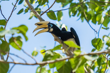 Wild great Hornbill (Buceros bicornis) perched on a branch of tree. Beautiful jungle hornbill, wildlife scene from nature.