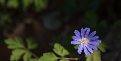 Closeup of Wildflowers At a Park near an Abandoned Villa in Southern Italy