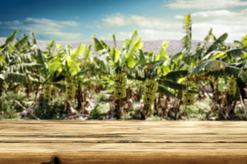Obraz premium Bananas plantation and wooden table of free space for your decoration. 