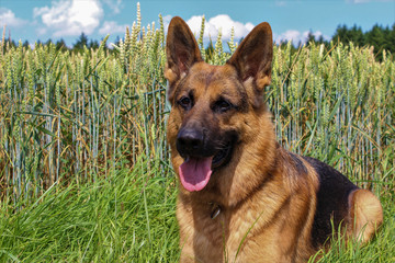 Deutscher Schäferhund