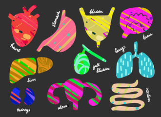 Set of human organs. Anantomy. Heart, liver, lungs, gall bladder, uterus, intestines, stomach, kidneys, brain.