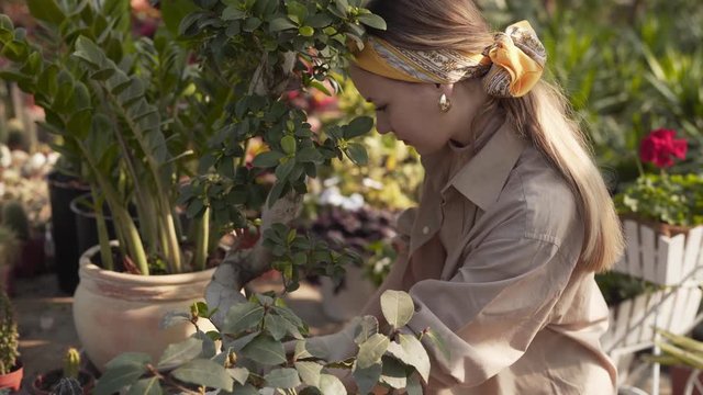 Greenhouse- A lady working working on a bonsai tree, checking the stem and cleaning the steam area.
