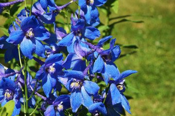 delphinium blue flower