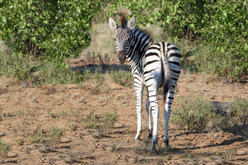 Steppenzebra / Burchell's Zebra / Equus burchellii...