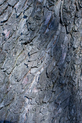 shadowy bark