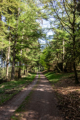 Fototapeta na wymiar Frühlingswald mit Nadelbäumen