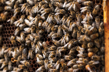 Bees in hive.Apiary.Macro.Insect
