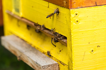 Bees in hive.Apiary.Macro.Insect