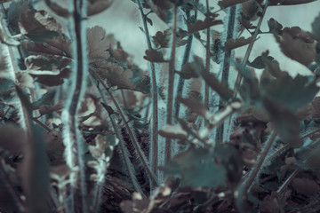 Green leaves pattern background
